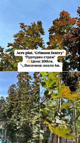 acer plat. crismon sentry 200